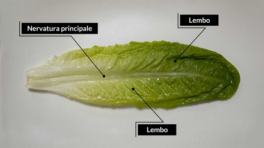 lattuga romana - foglia.jpg